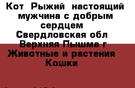 Кот “Рыжий“ настоящий мужчина с добрым сердцем - Свердловская обл., Верхняя Пышма г. Животные и растения » Кошки   